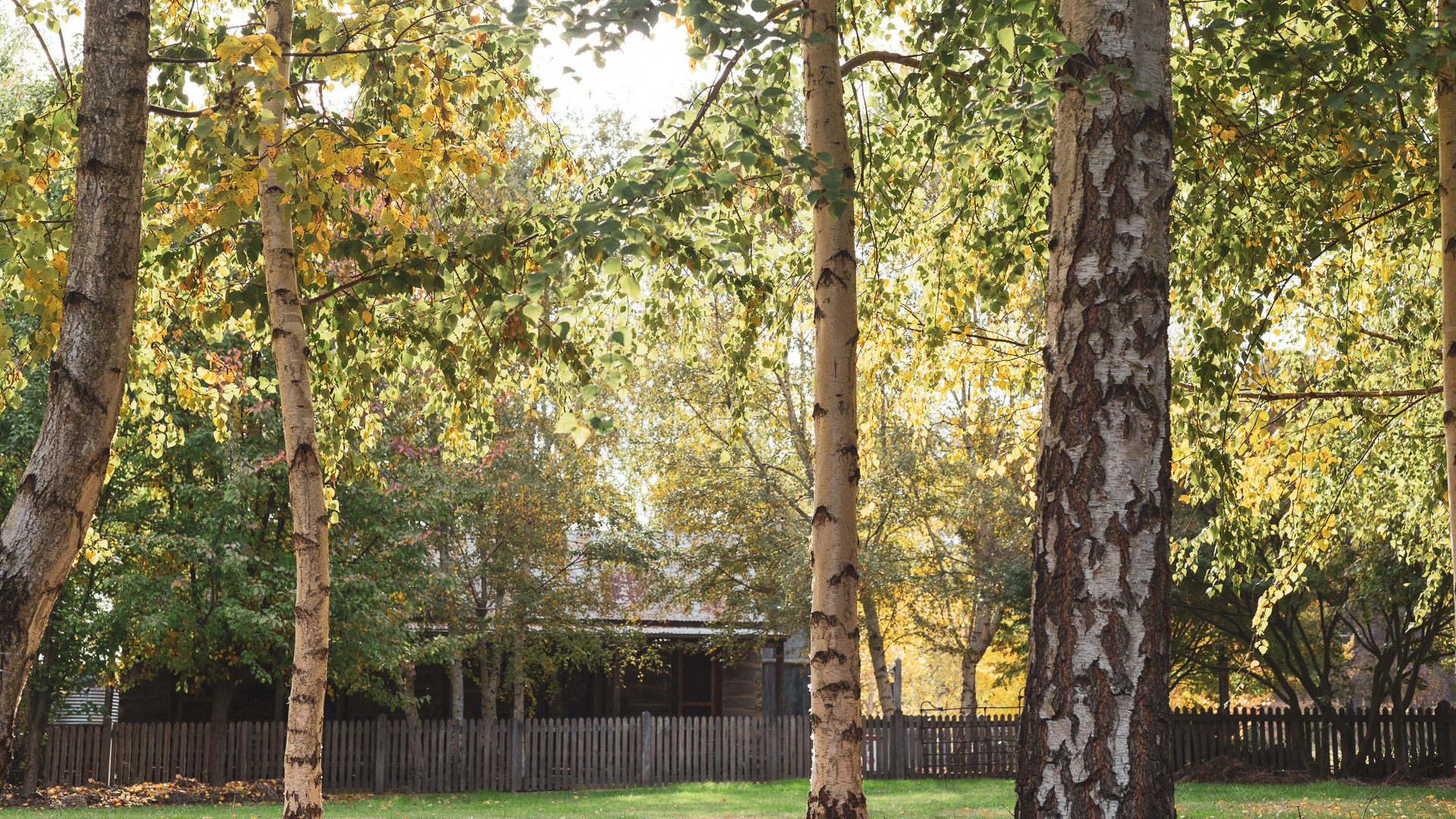 Silver Birches and Japanese Maples at 1860