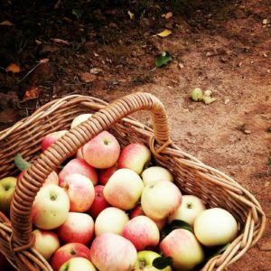 Fresh apples at Europa Gully Orchard